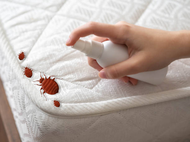 Best Termite Control Services  in Mcewen, TN
