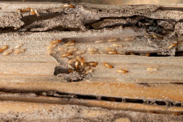 Best Ant Control Services  in Mcewen, TN